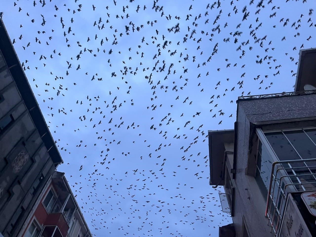 Tekirdağ semalarında kargaların görsel şöleni