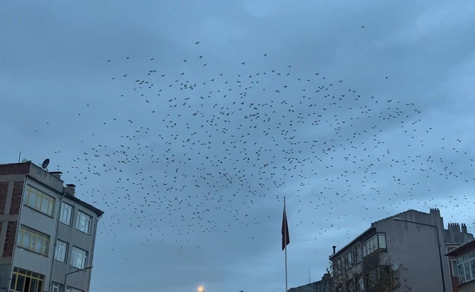 Tekirdağ semalarında kargaların g&ouml;rsel ş&ouml;leni
