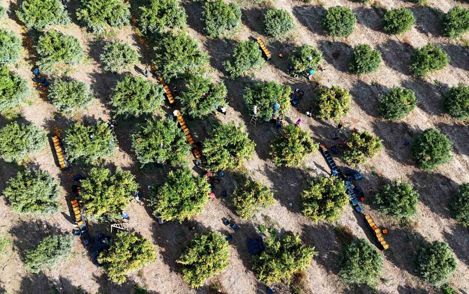 Yeni yıl &ouml;ncesi narenciyede yoğun hasat
