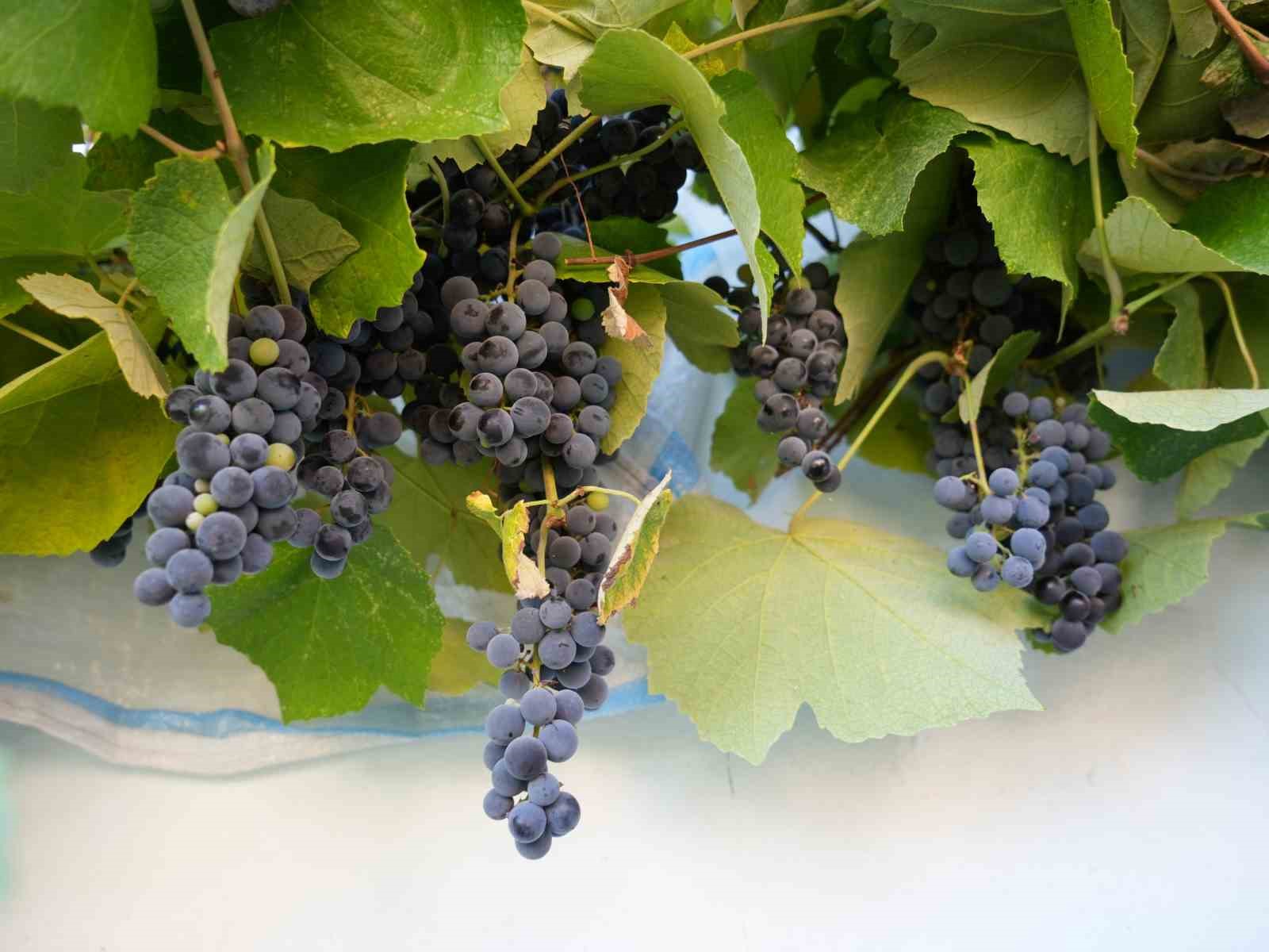 Kanser h&uuml;crelerinin oluşumunu &ouml;nleyen kokulu &uuml;z&uuml;m&uuml;n &uuml;retimi arttırılacak
