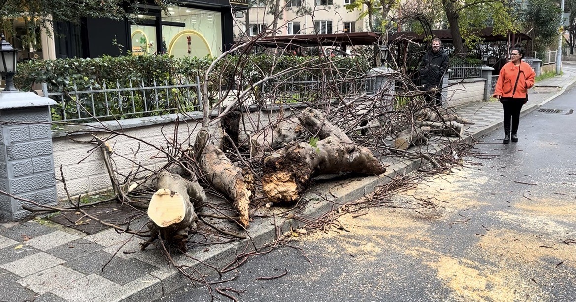 Kadık&ouml;y&rsquo;de yola devrilen ağa&ccedil; paniğe neden oldu
