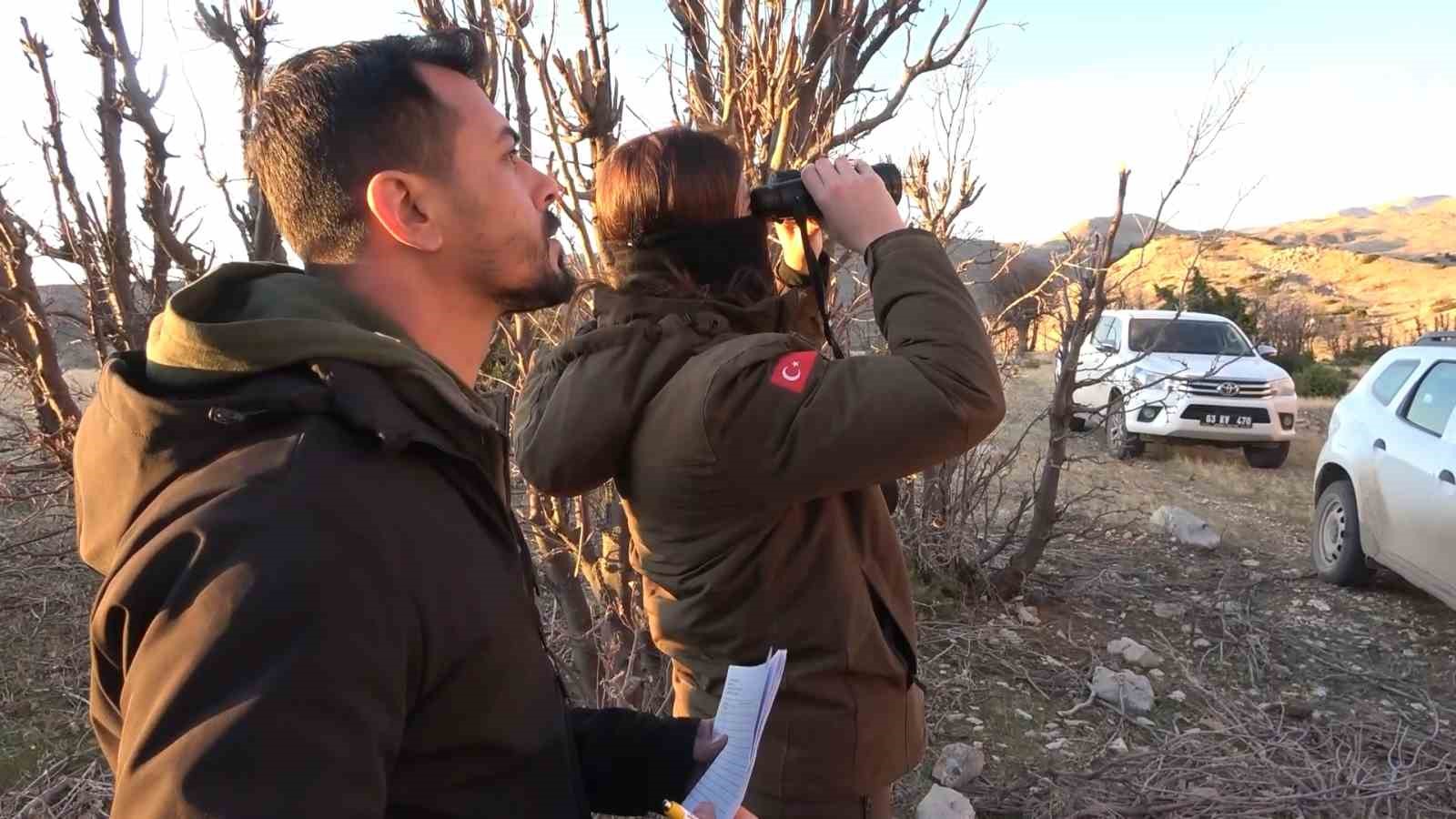 Adıyaman’da yaban keçileri tek tek sayılıyor