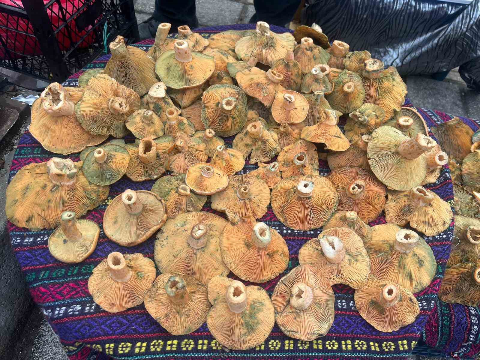 Tavşanlı&rsquo;da Aralık ayı sonunda da Melki mantarı bereketi
