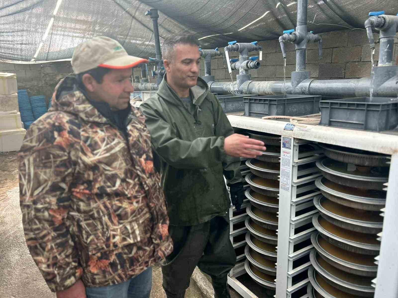 Van&rsquo;da binlerce ton kapasiteli tesislerde alabalık sağımı başladı
