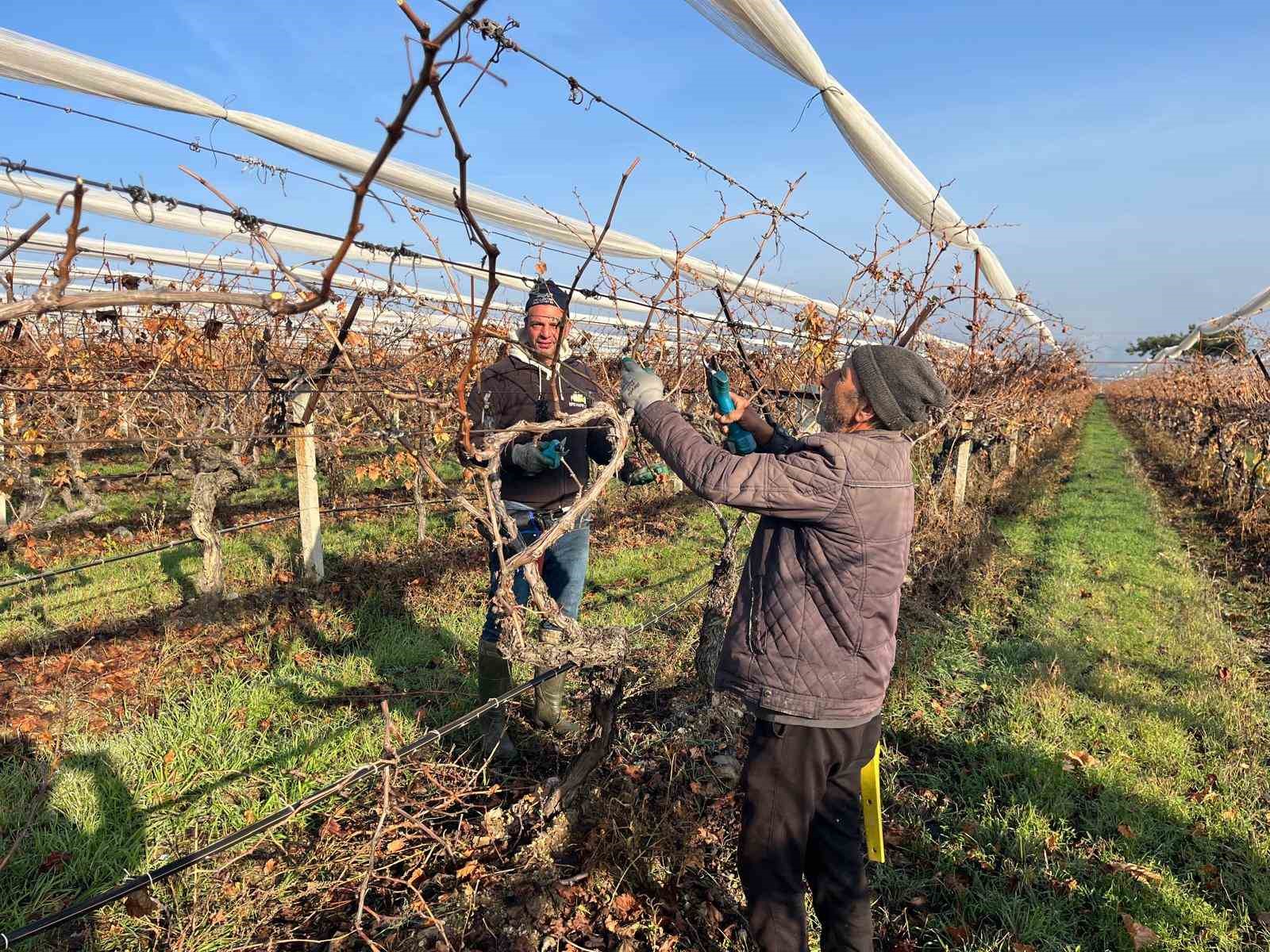 Buldan&rsquo;ın tescilli &uuml;z&uuml;mlerinin yetiştiği asmalar yeni sezona hazırlanıyor
