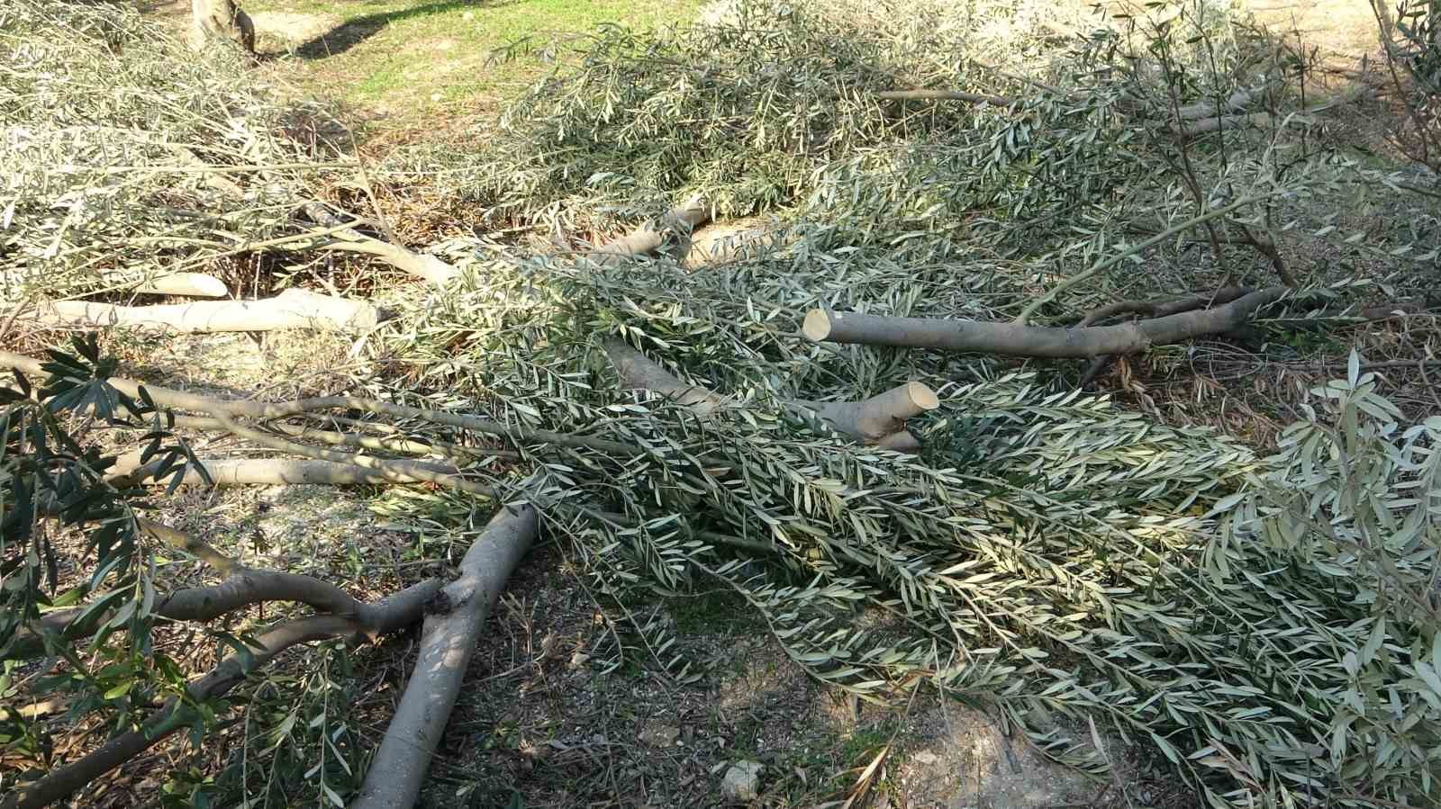 Toroslar Belediyesi zeytin ağa&ccedil;larını kesti, vatandaş tepki g&ouml;sterdi
