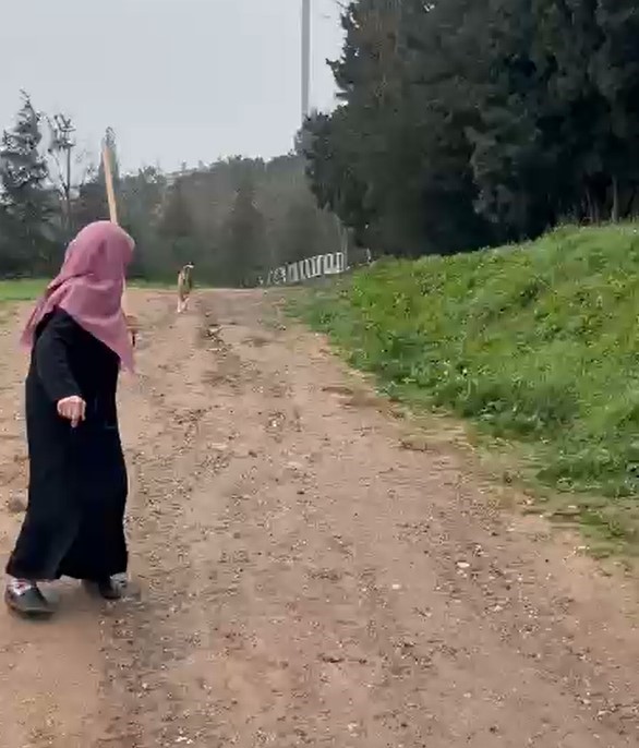 Derince&rsquo;de başıboş k&ouml;pek tepkisi: "30&rsquo;a yakın k&ouml;pek bir arada dolaşıyor"
