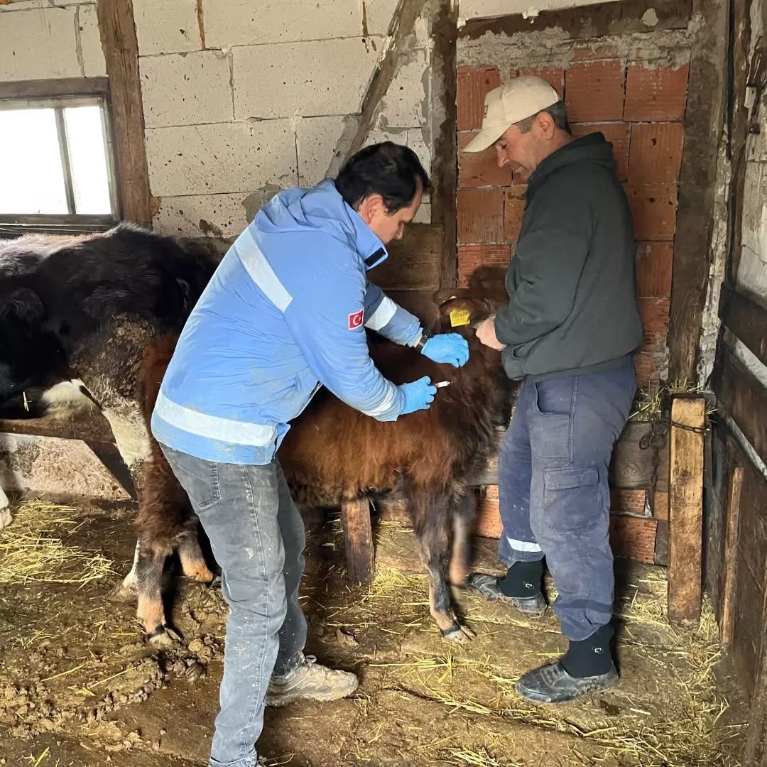 Yığılca&rsquo;da hayvan sağlığı &ccedil;alışmaları s&uuml;r&uuml;yor
