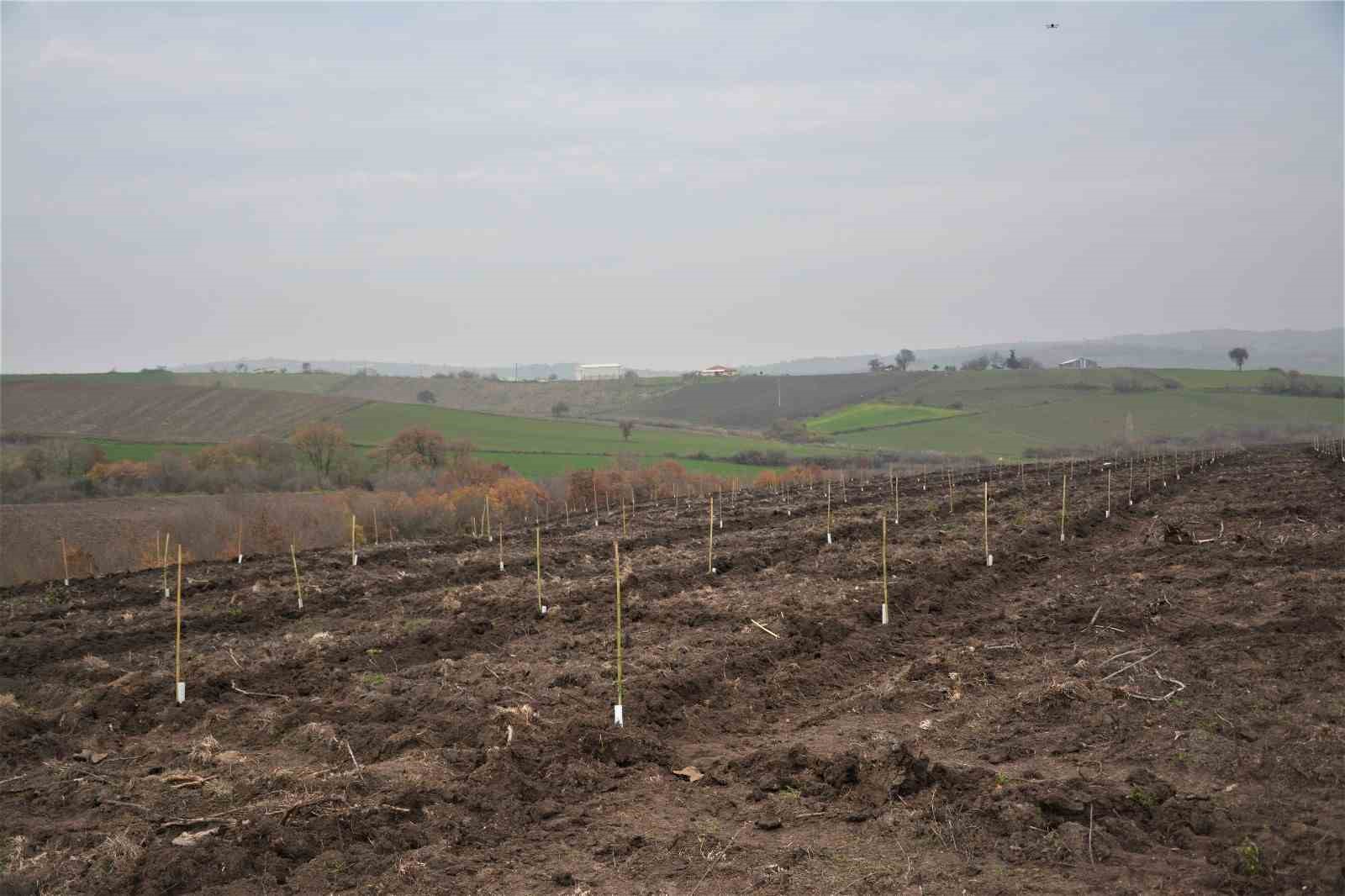 Manyas’ta orman köylüsüne gelir getirici ağaçlandırma
