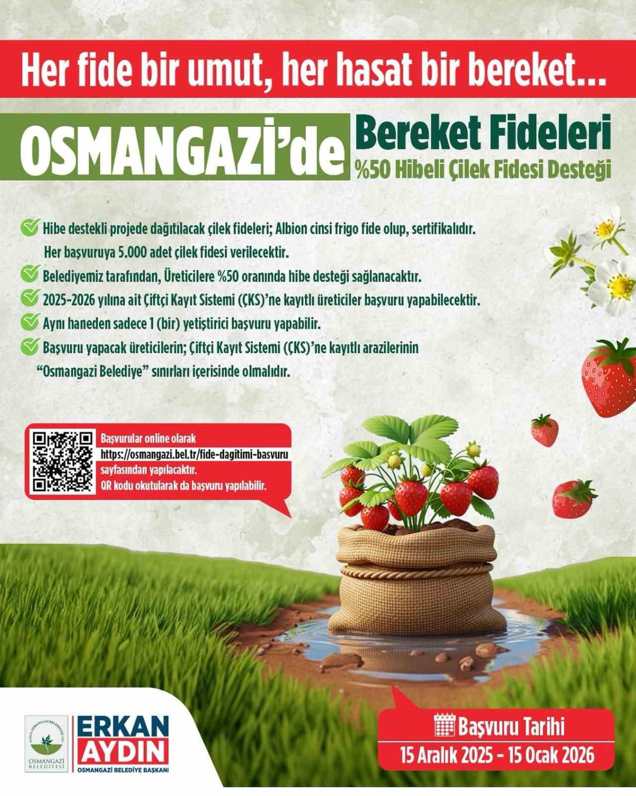 Osmangazi Belediyesi yüzde 50 hibeli çilek fidesi dağıtacak