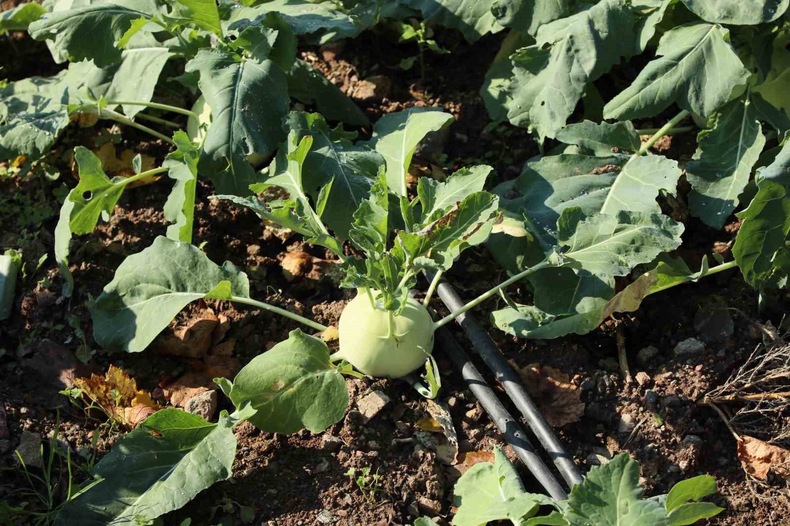 Eskişehir&rsquo;de organik tarıma tam not
