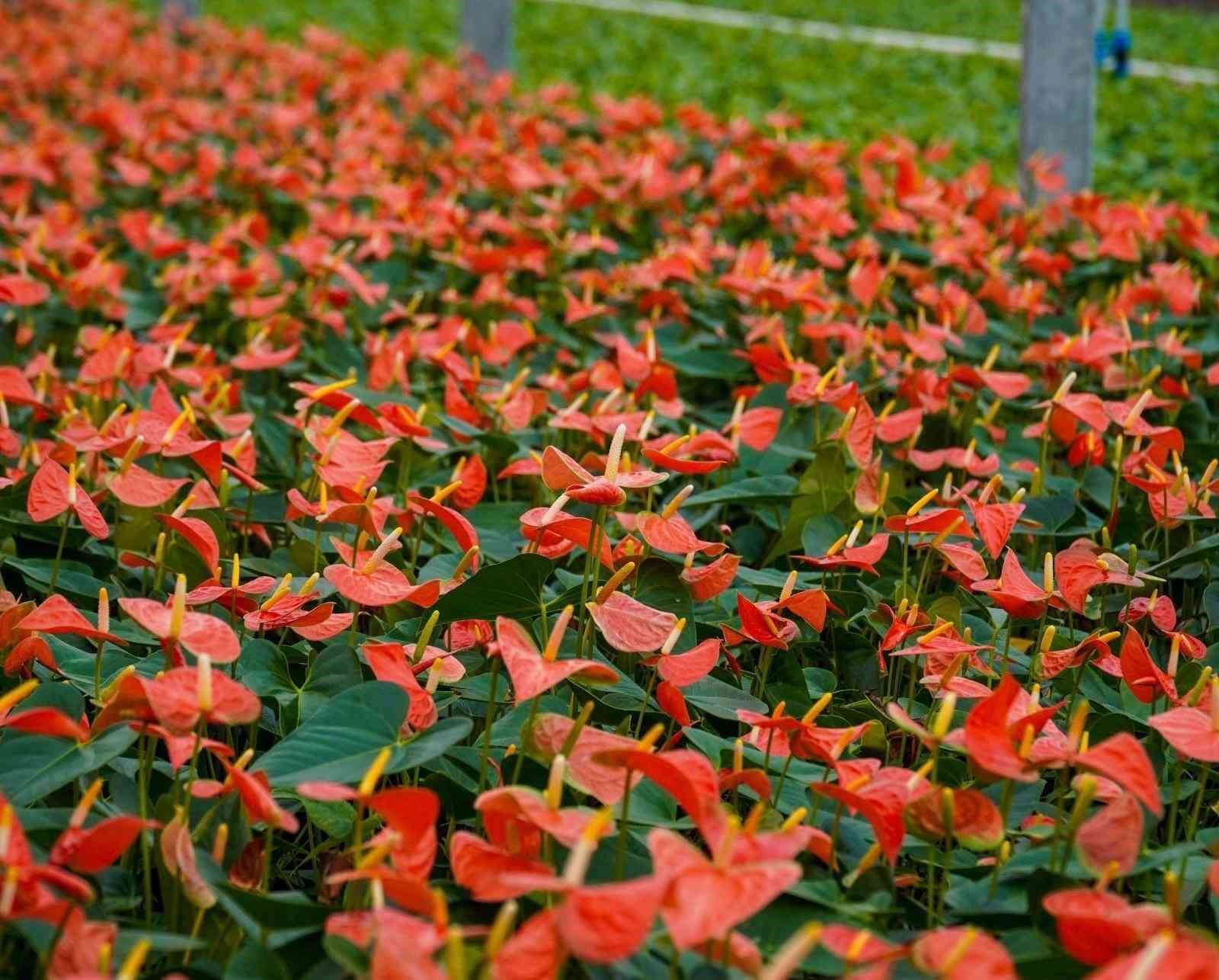 Seralarda modern &uuml;retim: Tonlarca salatalık ve s&uuml;s bitkisi &uuml;retimi
