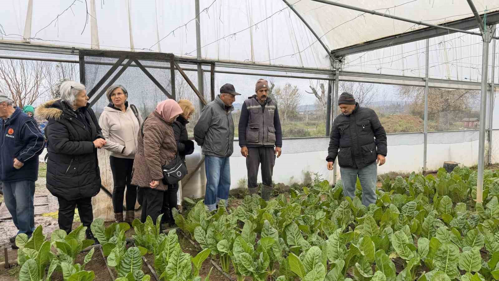"Saygınlar Kulübü" üyeleri serada hasat yaptı