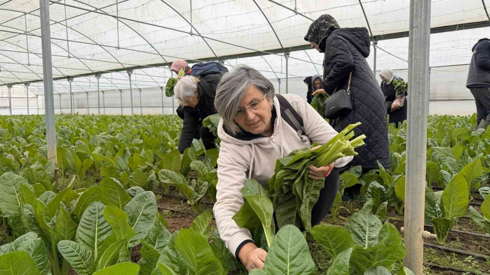 "Saygınlar Kulübü" üyeleri serada hasat yaptı
