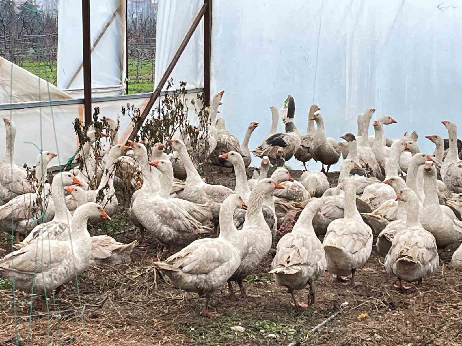 Meyve bahçelerinde yabani otla mücadelede kazlar sahaya indi