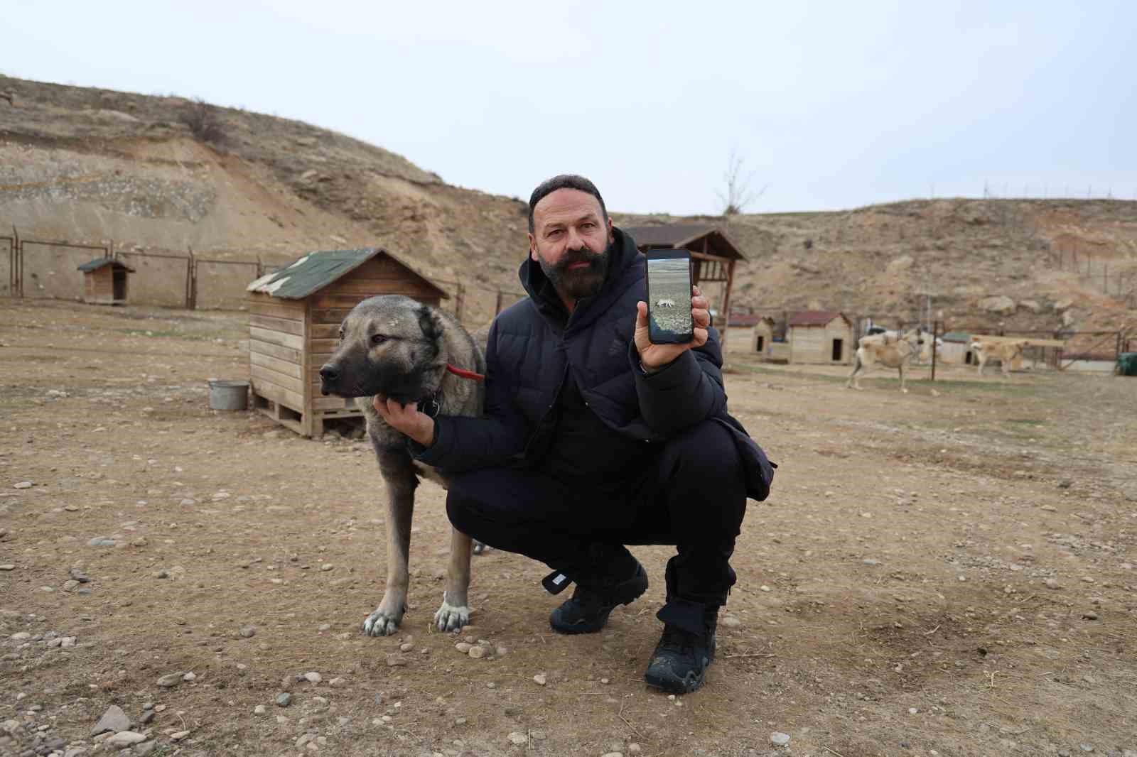 Kurtlar yerleşim yerlerine dadandı, uzmanı çare olarak Kangalları gösterdi