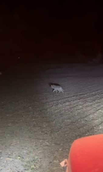 Kurtlar yerleşim yerlerine dadandı, uzmanı &ccedil;are olarak Kangalları g&ouml;sterdi
