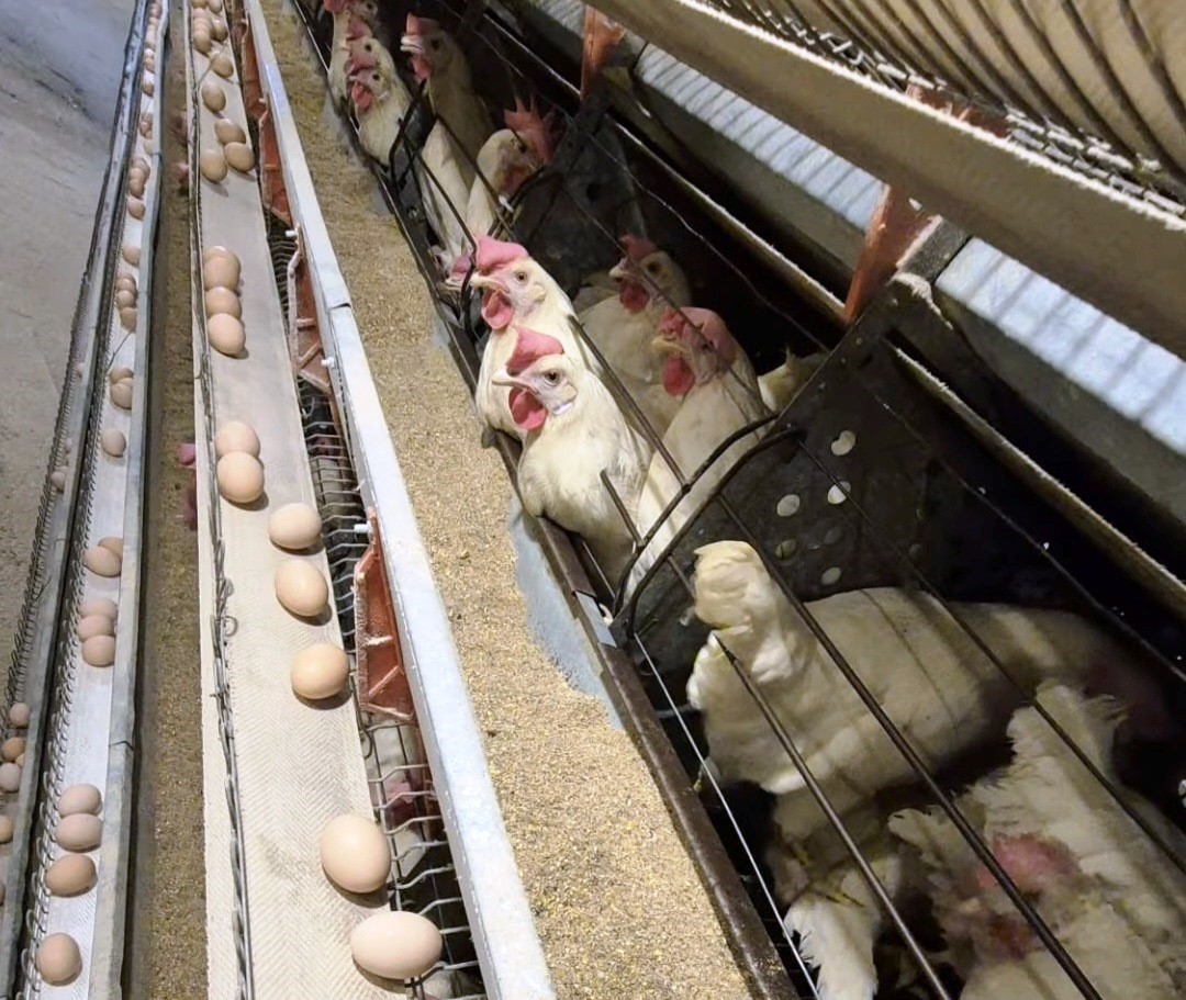 Simav&rsquo;da ticari yumurtacı tavuk&ccedil;uluk işletmesinde ilk resmi denetim
