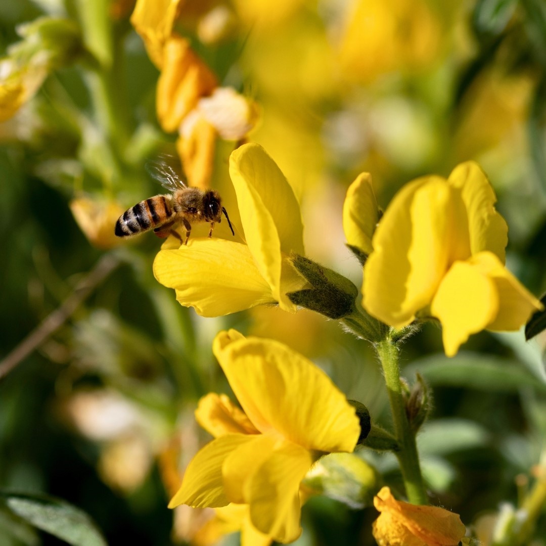 Koruma Altındaki ‘Eber Sarısı’yla ilgili önemli açıklama