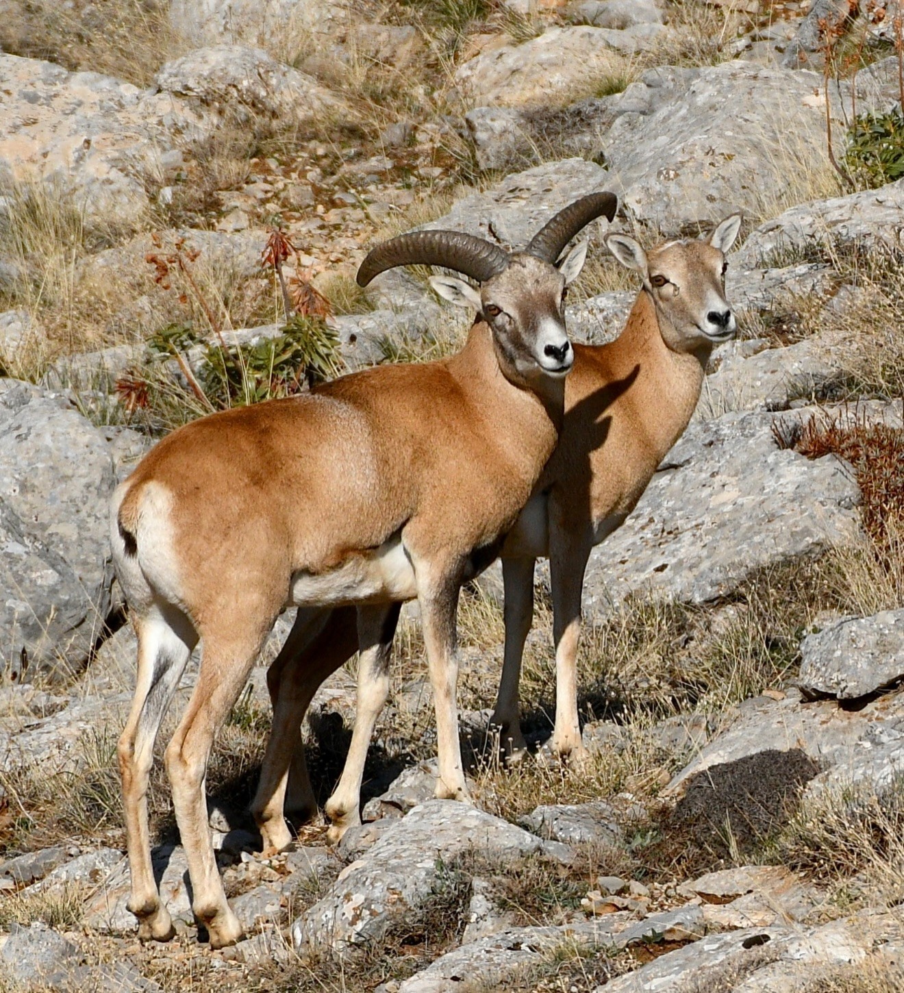 Anadolu Yaban Koyunu&rsquo;nun &uuml;retimi devam ediyor
