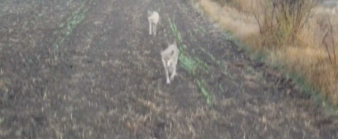 Erzincan&rsquo;da kurtlar ahıra girdi: 10 koyun telef oldu, 10 koyun yaralandı
