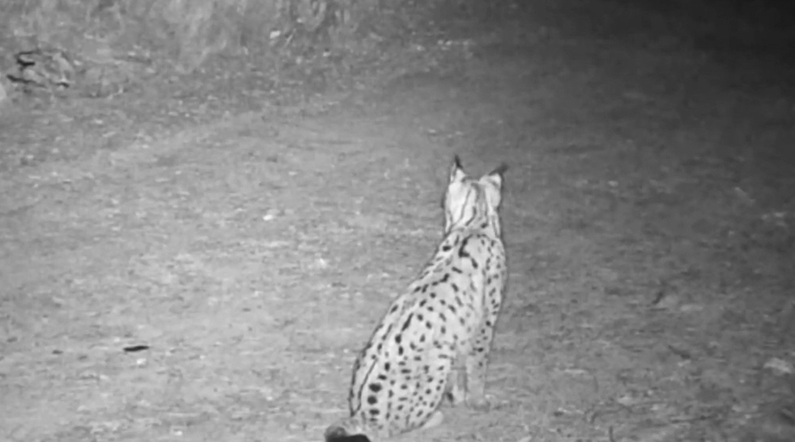 &rsquo;Ormanın hayaleti&rsquo; vaşak kamerada
