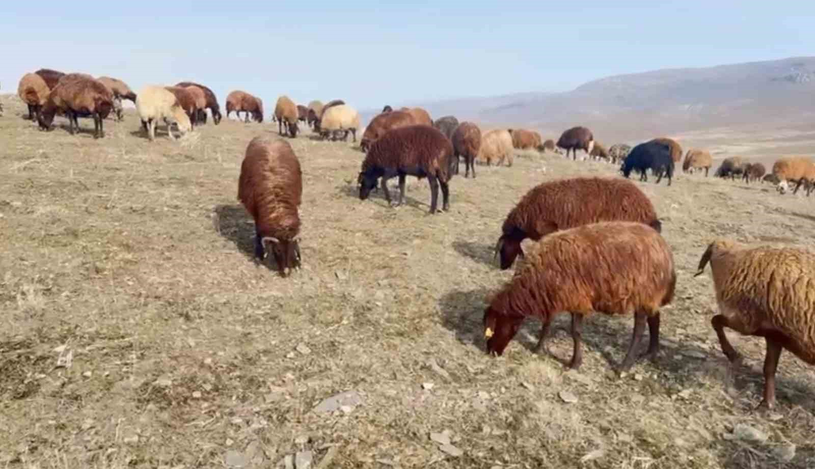 Patnos&rsquo;ta kar yağmaması &ccedil;ift&ccedil;ilerin y&uuml;z&uuml;n&uuml; g&uuml;ld&uuml;rd&uuml;
