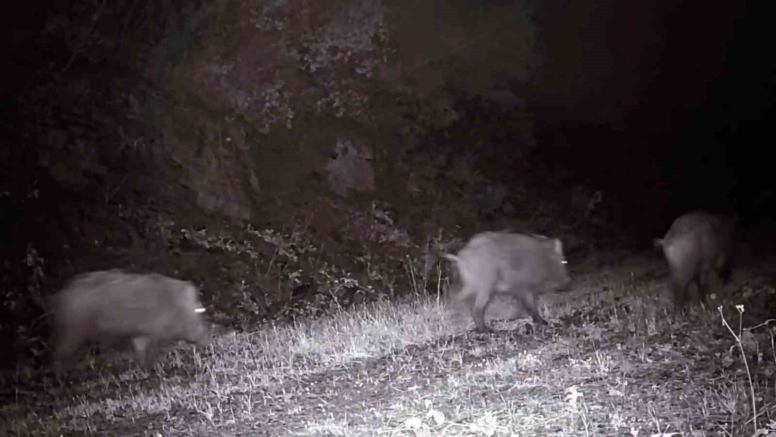 Tekirdağ&rsquo;da fotokapana domuz s&uuml;r&uuml;s&uuml; takıldı
