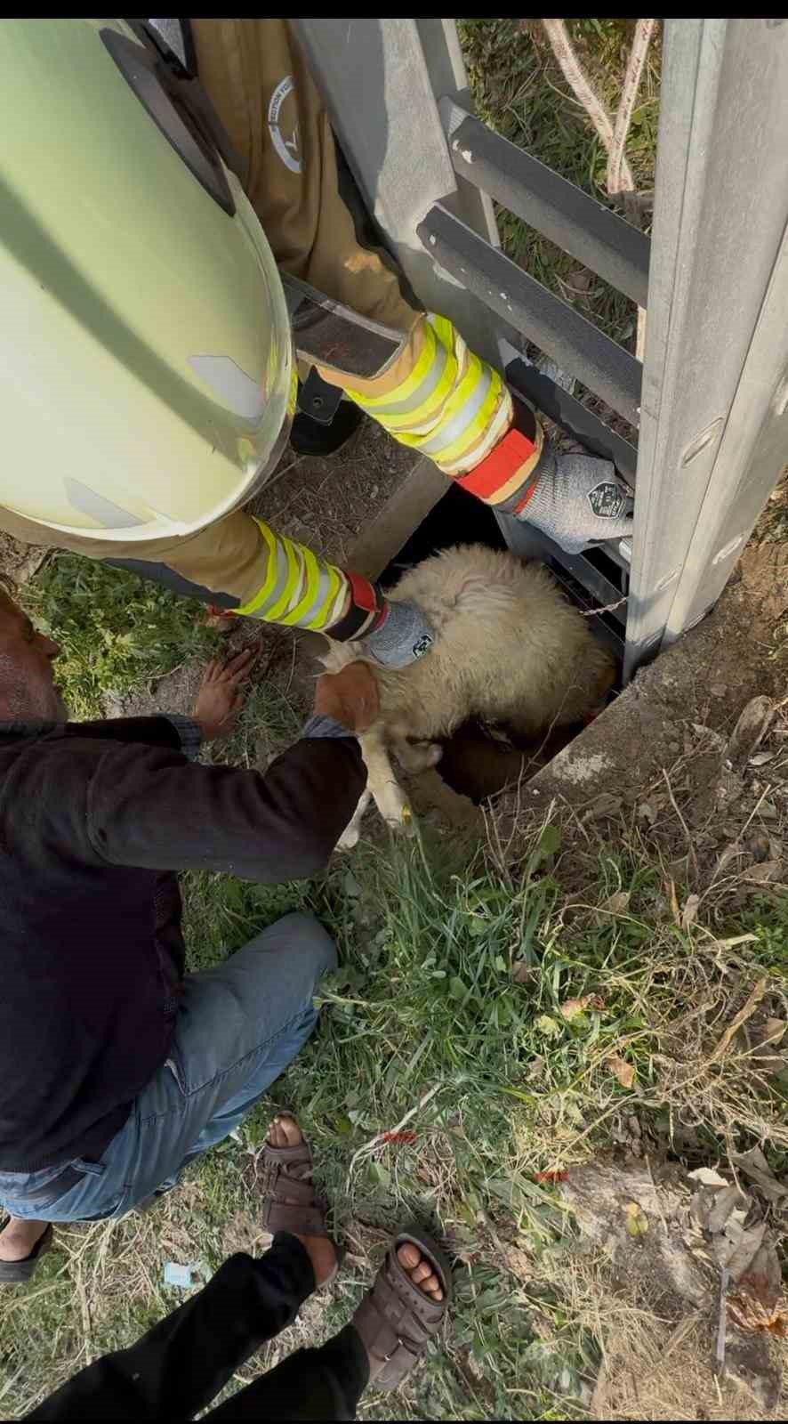 Kuyuya d&uuml;şen koyunu itfaiye kurtardı
