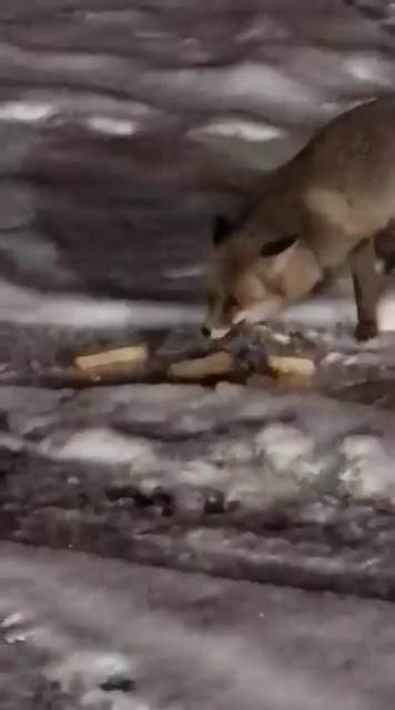 A&ccedil; kalan tilkiyi elleriyle besledi
