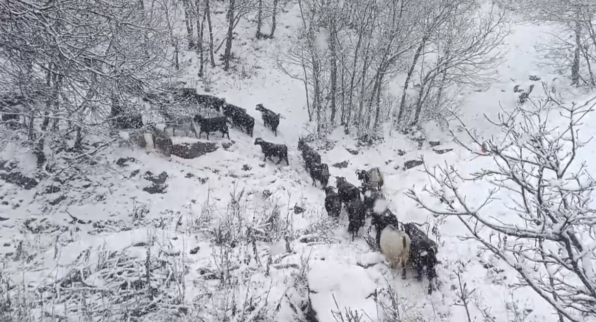 Muş’un yüksek rakımlı köylerde kar etkili oldu, besiciler zor anlar yaşadı