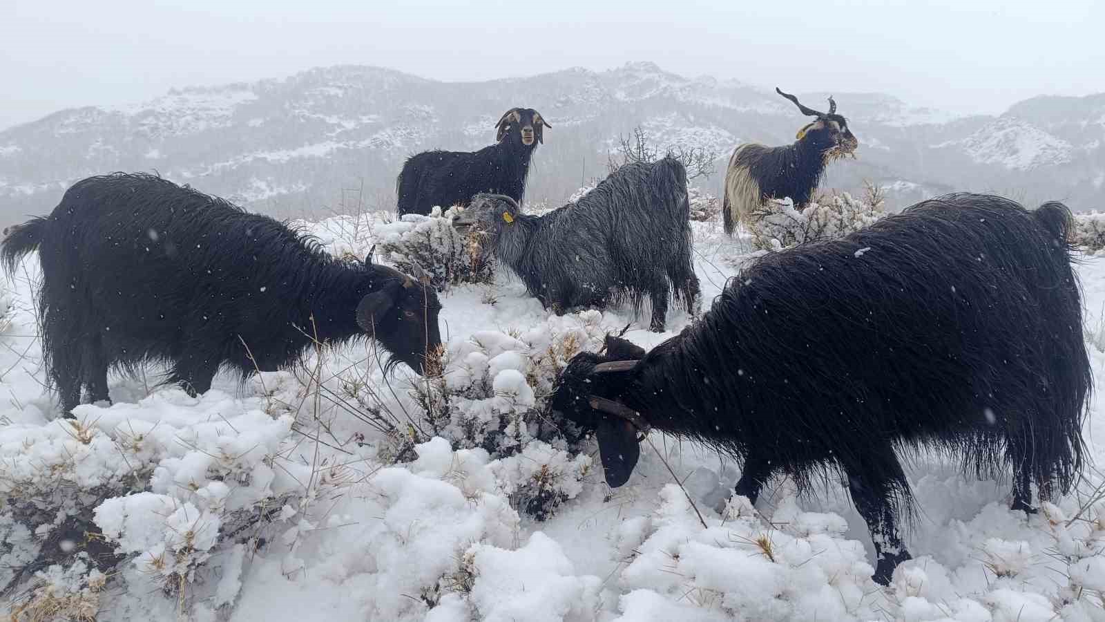 Muş&rsquo;un y&uuml;ksek rakımlı k&ouml;ylerde kar etkili oldu, besiciler zor anlar yaşadı
