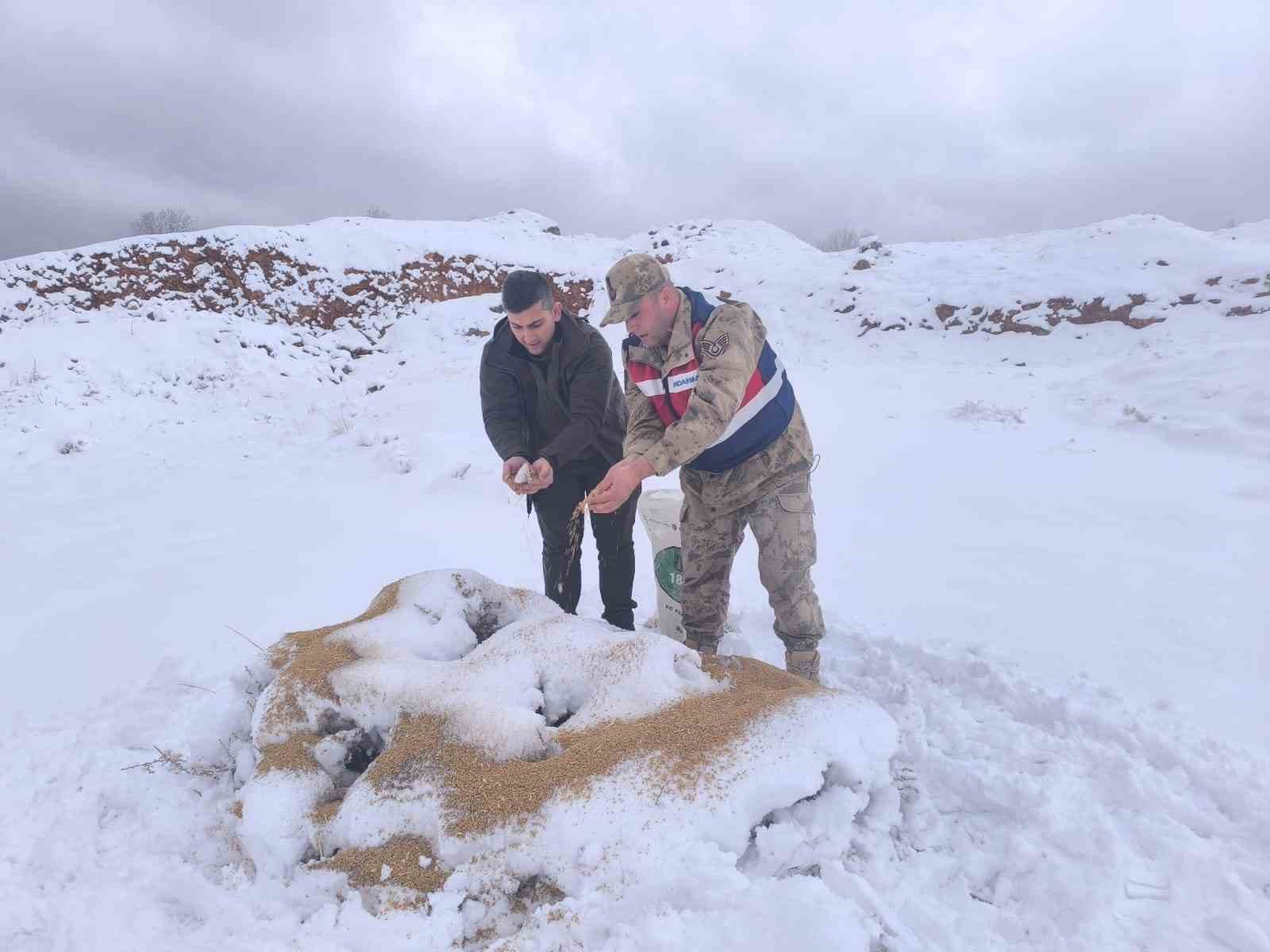 Siirt&rsquo;te yaban hayvanlarına 750 kilo besi yemi bırakıldı
