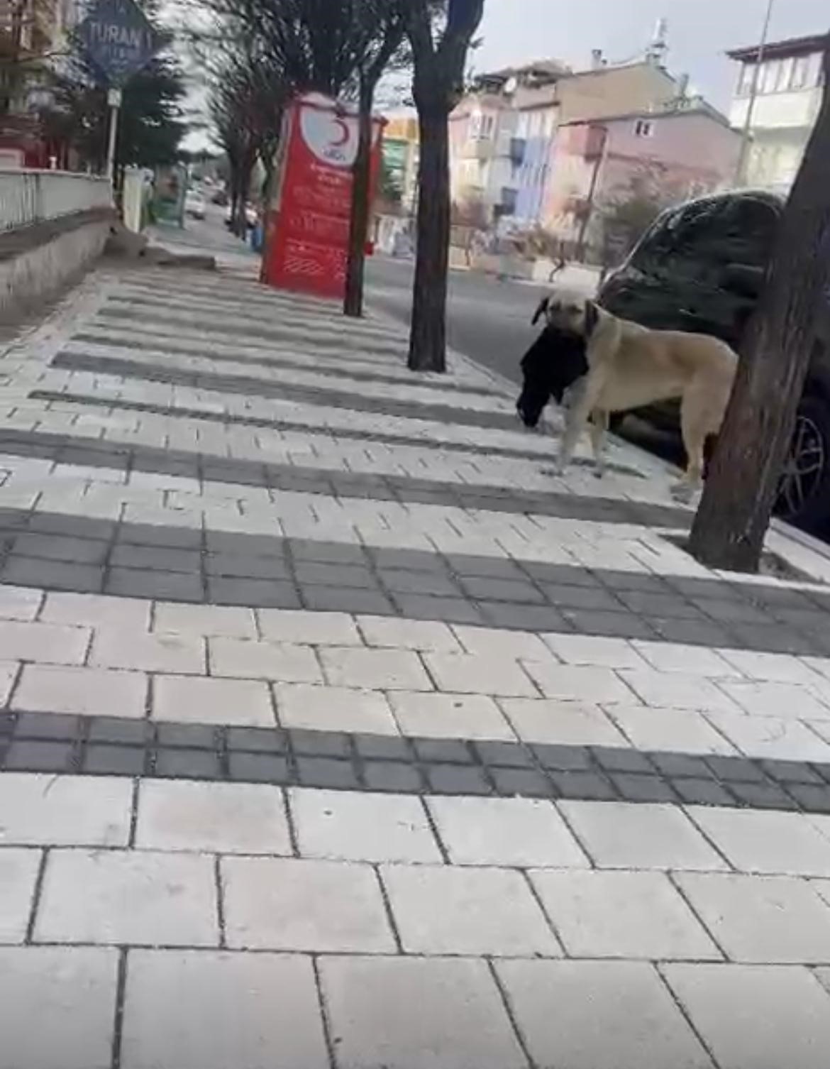 Hırsız köpek, çaldığı havluyu poğaça ile değişti