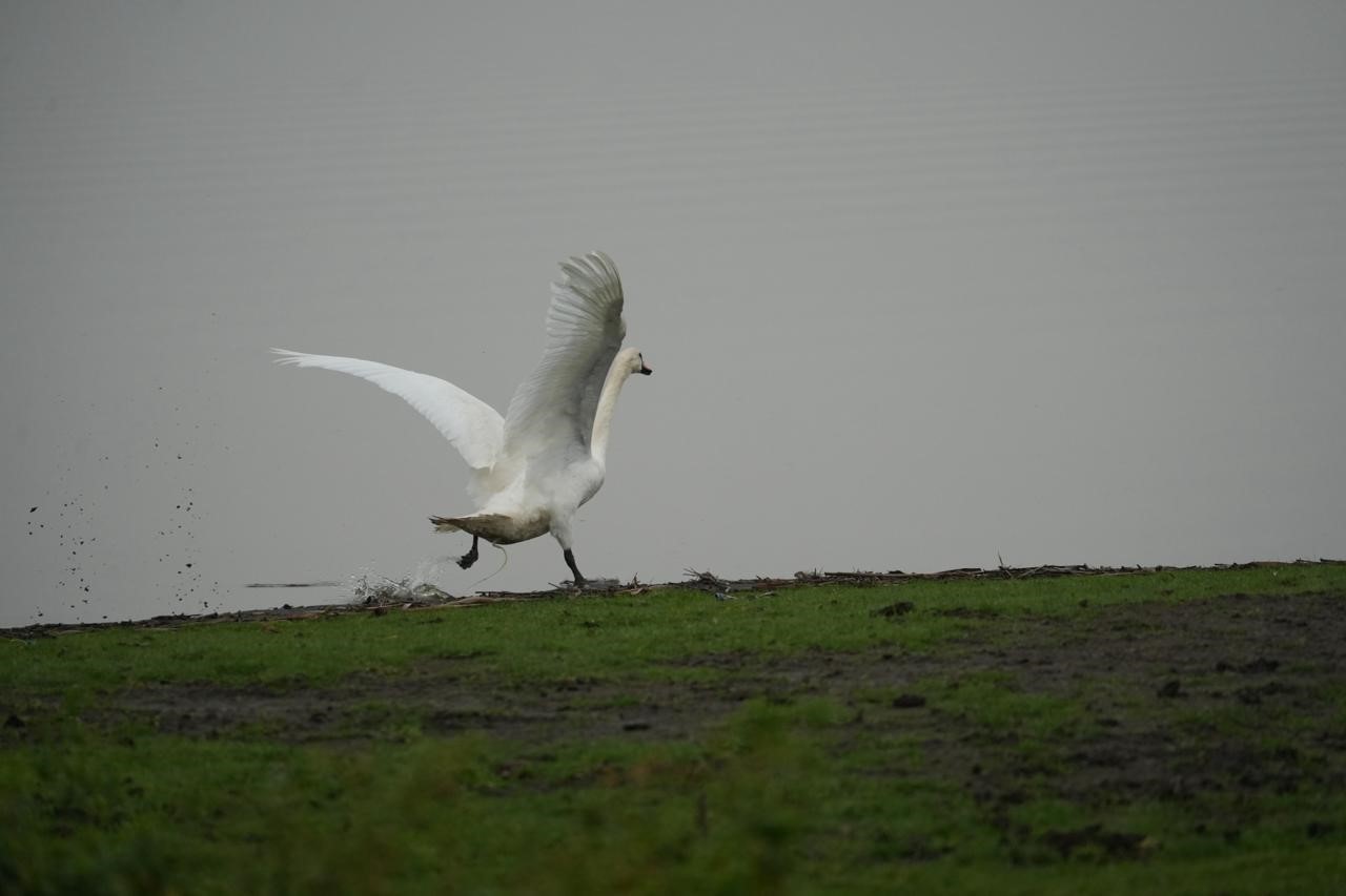 Samsun’da yaban hayatına merhamet eli