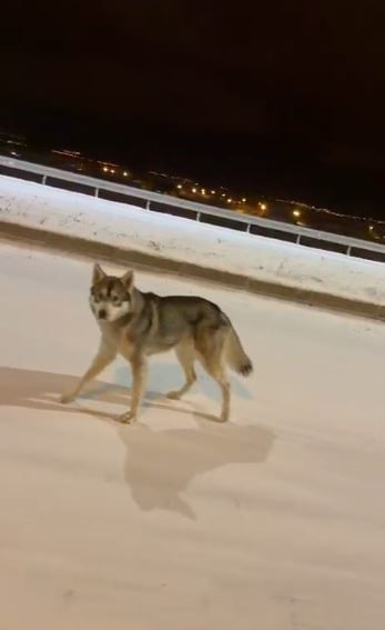 Ardahan&rsquo;da şehre inen kurt g&ouml;r&uuml;nt&uuml;lendi
