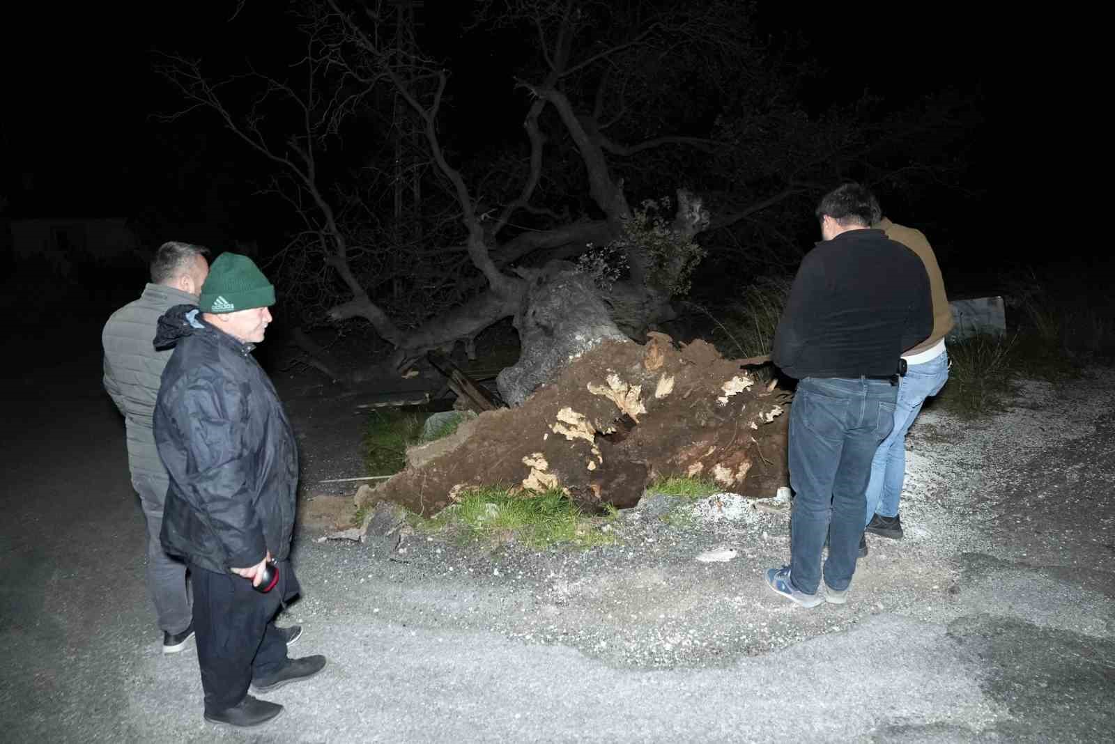 Mersin&rsquo;de şiddetli r&uuml;zgar &ccedil;atıyı u&ccedil;urdu, asırlık meşeyi devirdi

