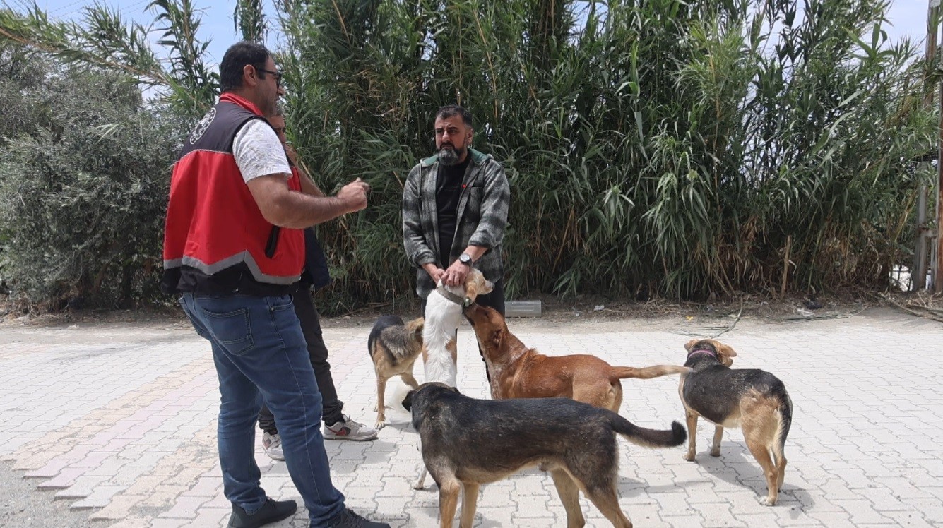 Adana’da 2025’te 3 bin 865 kedi ve 3 bin 577 köpeğe çip takıldı