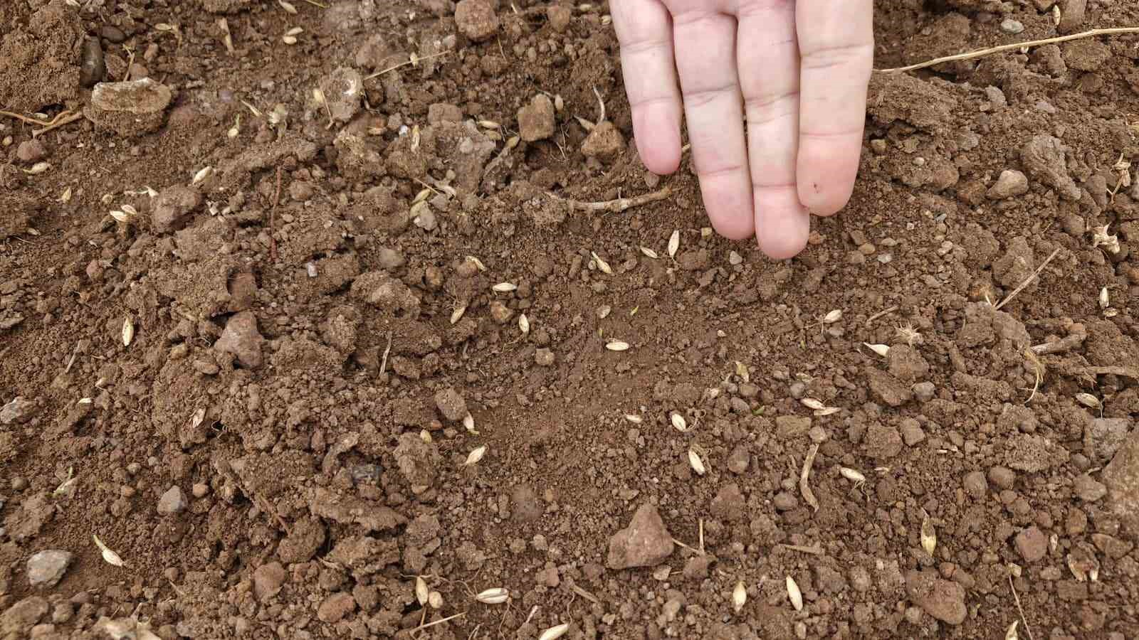 Yaban domuzları arpa ve buğday ekili tarlayı adeta haritaya &ccedil;evirdi
