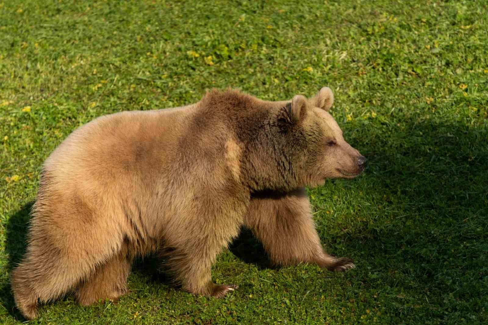 İzmir Doğal Yaşam Parkı&rsquo;na siyah jaguar ve bozayı geldi
