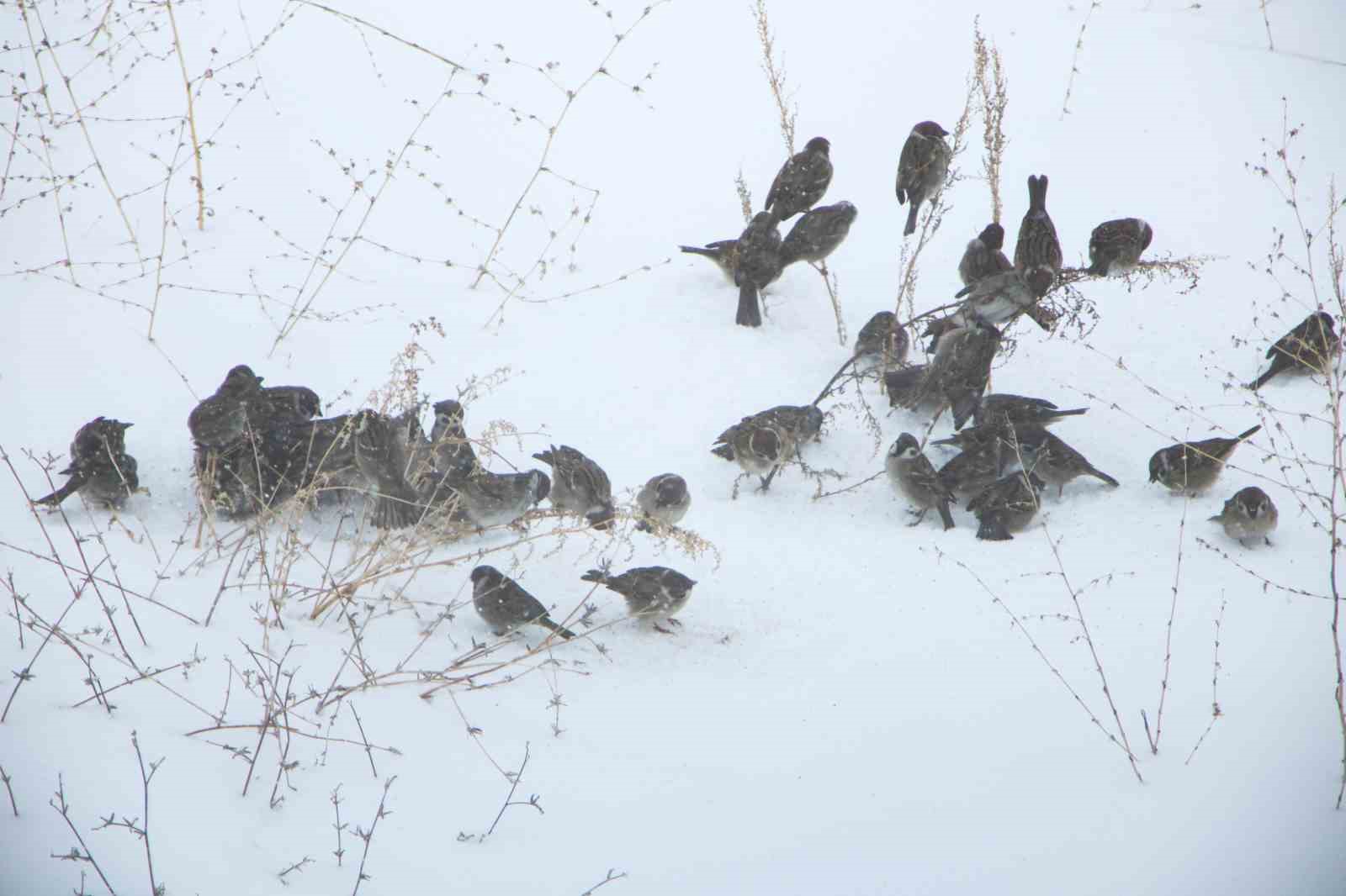 Kar esareti kuşları da etkiliyor
