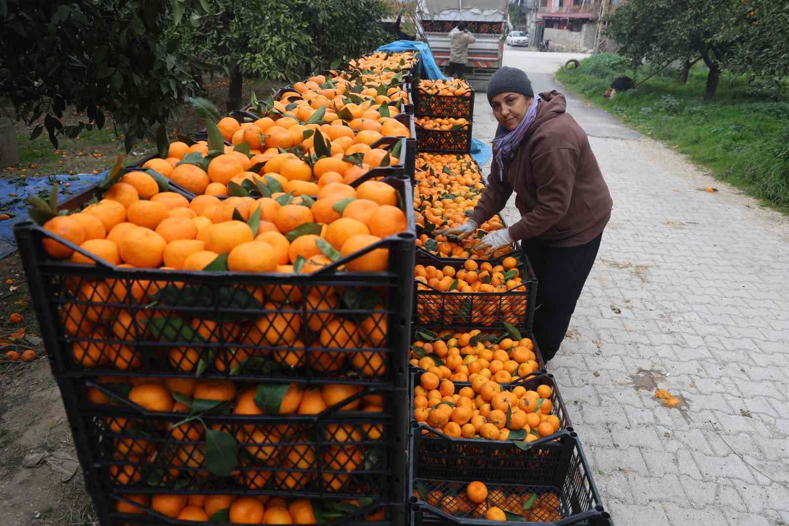 Tarla fiyatı 2 TL&rsquo;ye kadar gerileyen mandalina &uuml;reticilerinden market fiyatlarına tepki
