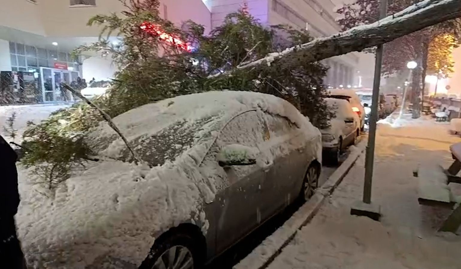 Bolu’da park halindeki araçların üzerine ağaç devrildi