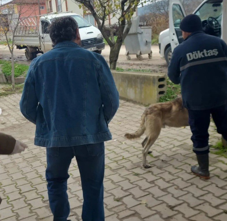 Bilecik’te evcil hayvanlar kayıt altına alınıyor