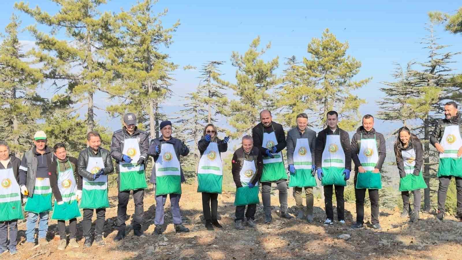 Adana’da bir yılda 50 ton sedir tohumu toprakla buluştu