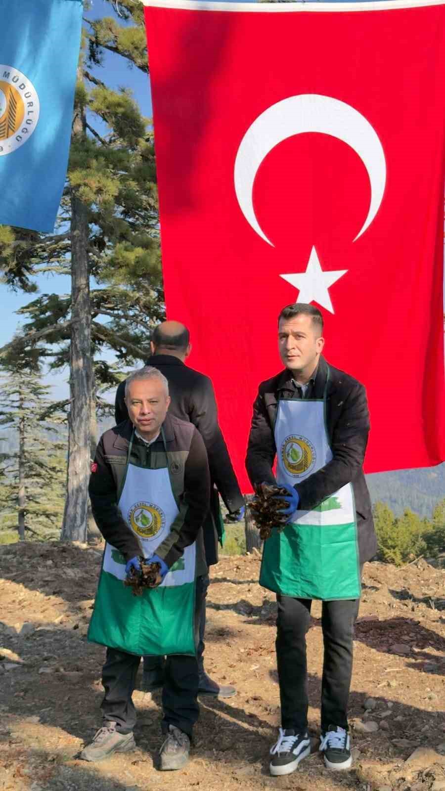 Adana&rsquo;da bir yılda 50 ton sedir tohumu toprakla buluştu
