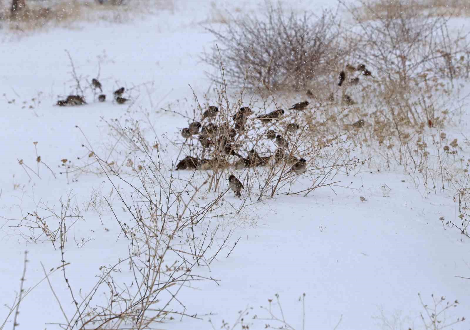Kar esareti kuşları da etkiliyor