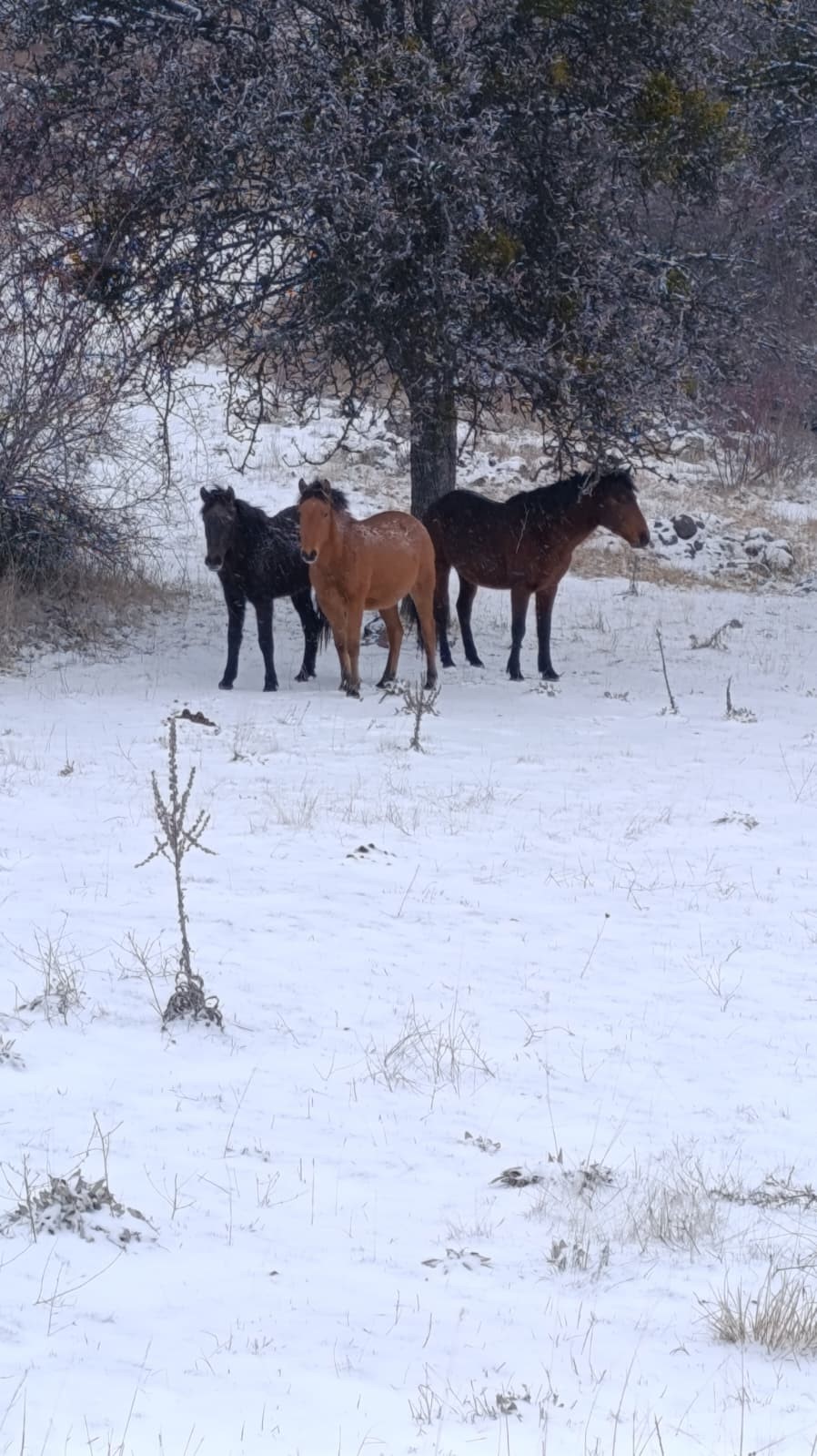 Beypazarı&rsquo;nda yılkı atları kartpostallık g&ouml;r&uuml;nt&uuml;ler oluşturdu
