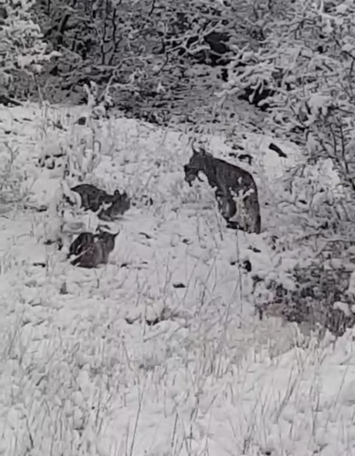 Elazığ’da vaşak ailesi görüntülendi