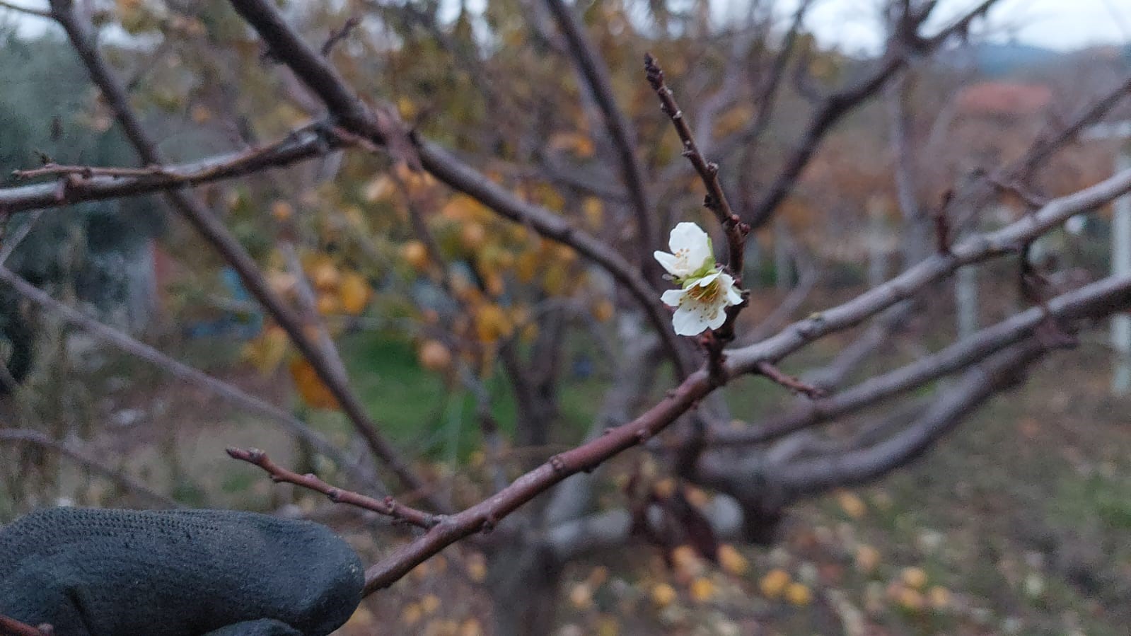 İnat&ccedil;ı erik soğukta &ccedil;i&ccedil;ek a&ccedil;tı
